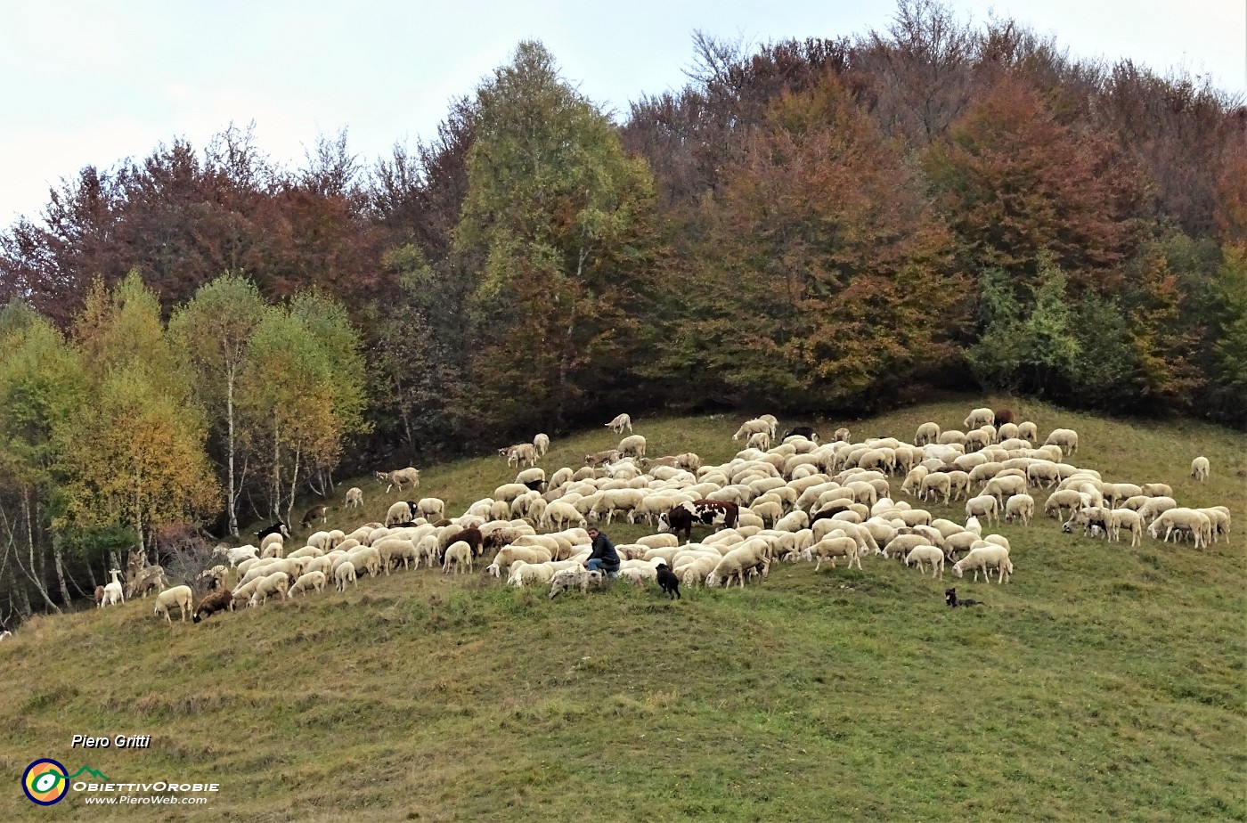 96  Reincontro le pecore del mattino, ora intente nel  pascolo serale!.JPG